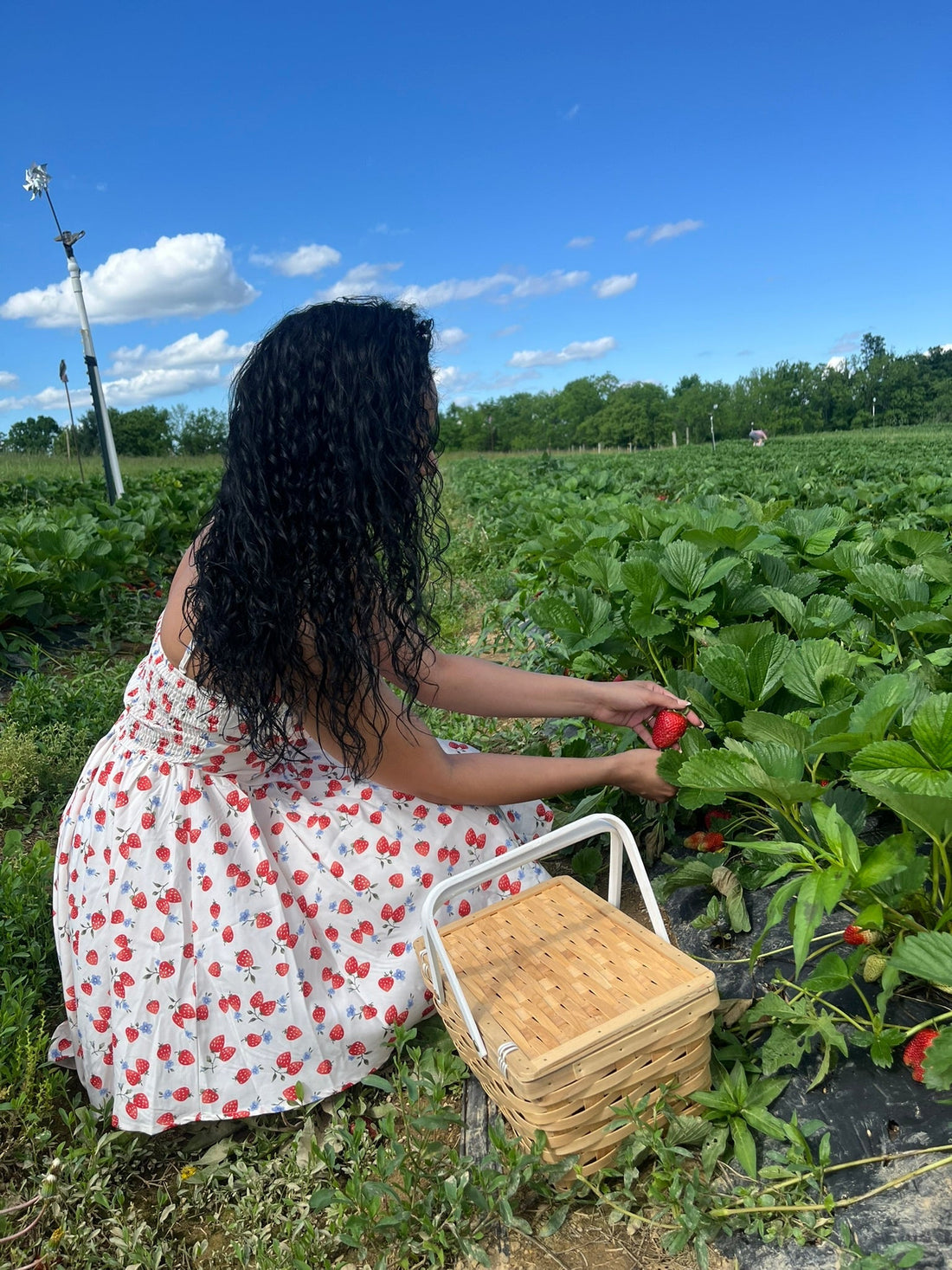Woman with long, wet curly hair wearing a strawberry-print dress and picking strawberries in a field, showing defined hydrated curls.